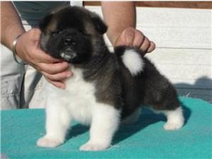 Ruthdales I'm British I'm Bad (Rampage 4.5wks)