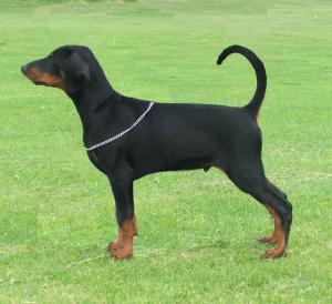 15 week old male