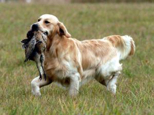 Corblimey trotting with bird