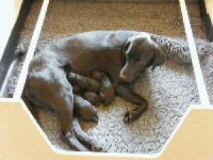 Ellie & Puppies