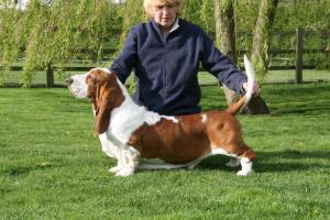 Switherland Kingpin (Sire)