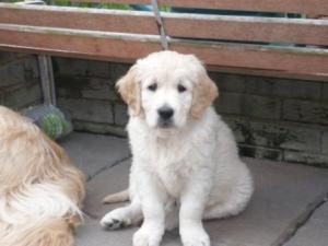 9 weeks old