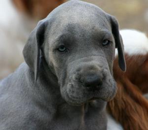 Blue Great Dane pup