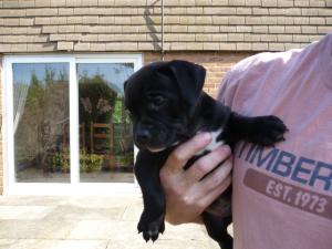 CH Tillcarr Pyroteknic JW (sire) 4 CCs 1 Res CC