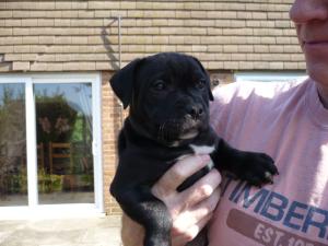 Tillcarr Firetrap @ 8 weeks old