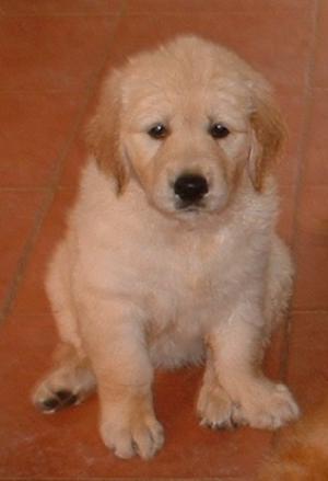 Male pup