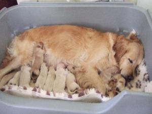 Lucy with babes