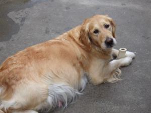 Diva shortly before last litter