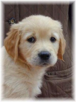 Pedigree Kc Registered Golden Retriever Puppies In West Of Ireland Mayo Born 24 05 08