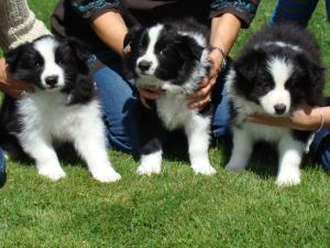 Puppies at 7 weeks old