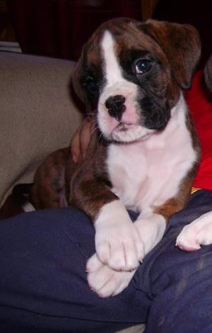 brindle girl pup at 6  1/2 week old