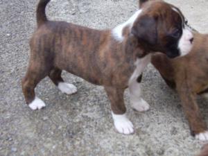 Brindle  Girl at 5 weeks