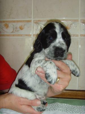 Puppy 5 Weeks