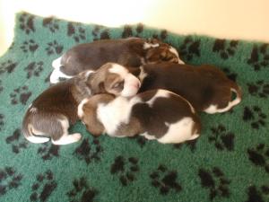 13 days old