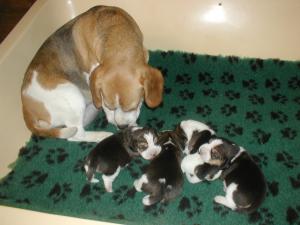 pups 8 days old