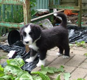 ElBeare playing outside