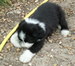 Pike plum tuckered