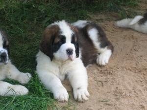 9 weeks old