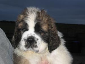 9 weeks old