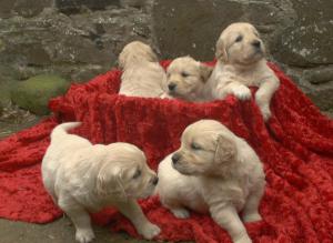 Jades & Humpfreys puppies at 4 weeks