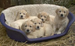 Puppies at 7 weeks