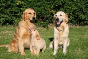 Lily with puppies