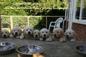 Puppies
