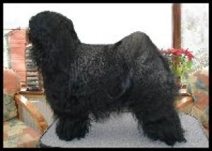 Sire: Alilah Alwin (Bobby)