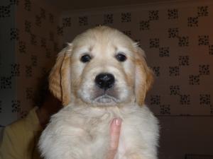 Male puppy 7 weeks                            
