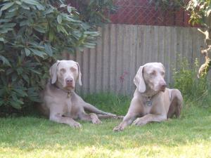 Sire (Reef)  & Dam (Cloud)