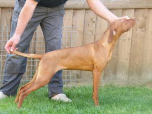 picture of Missie similar way bred to these pups