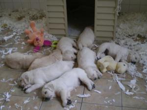 Messano 'T' Litter puppies