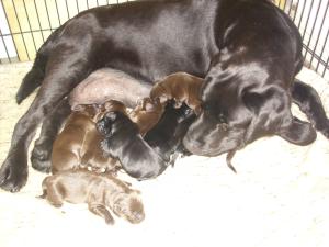 Tia and pups 