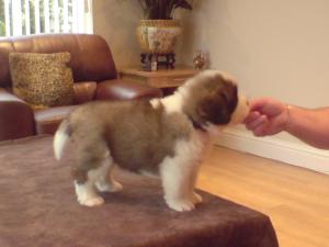 BERLINDACE PUPPY
