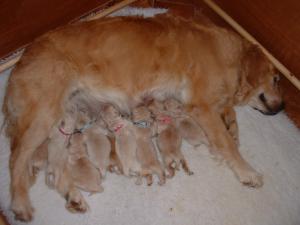 Puppies at 3 days