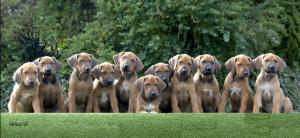 Our Stunning FIRST Litter of 11