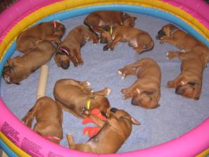Pups at 3 weeks old