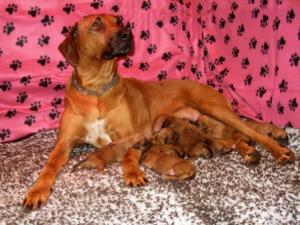Brooke & Litter (Only 12 hours old)