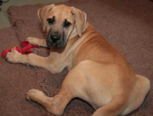 10 weeks old