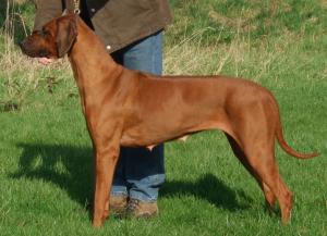 DAM IR CH TRENDSETTER AZA VOM ROTTZRIDGE