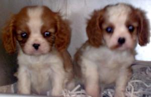 2 VERY PRETTY WELL BRED BLENHEIM BOYS