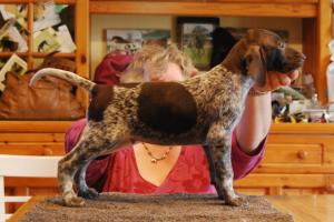 one of the dog pups at nearly eight weeks