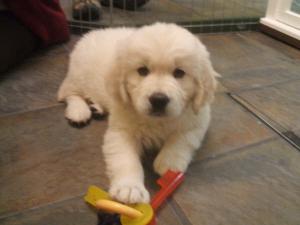  Bitch puppy aged 9 weeks