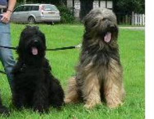 Della and Dexter