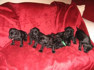 Some of the pups
