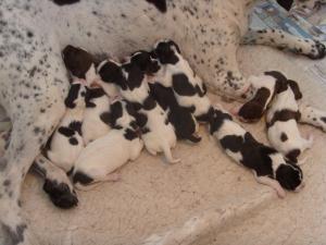 The babies 4 days old