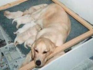 Sky with her puppies