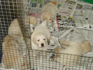 Puppies growing up!