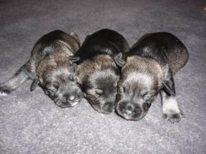 pups 1 week old