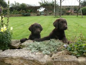 Tarnedge Flower Girl & Borrowed and Blue